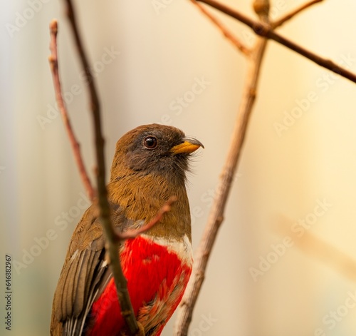 Collared trogon (Trogon collaris)