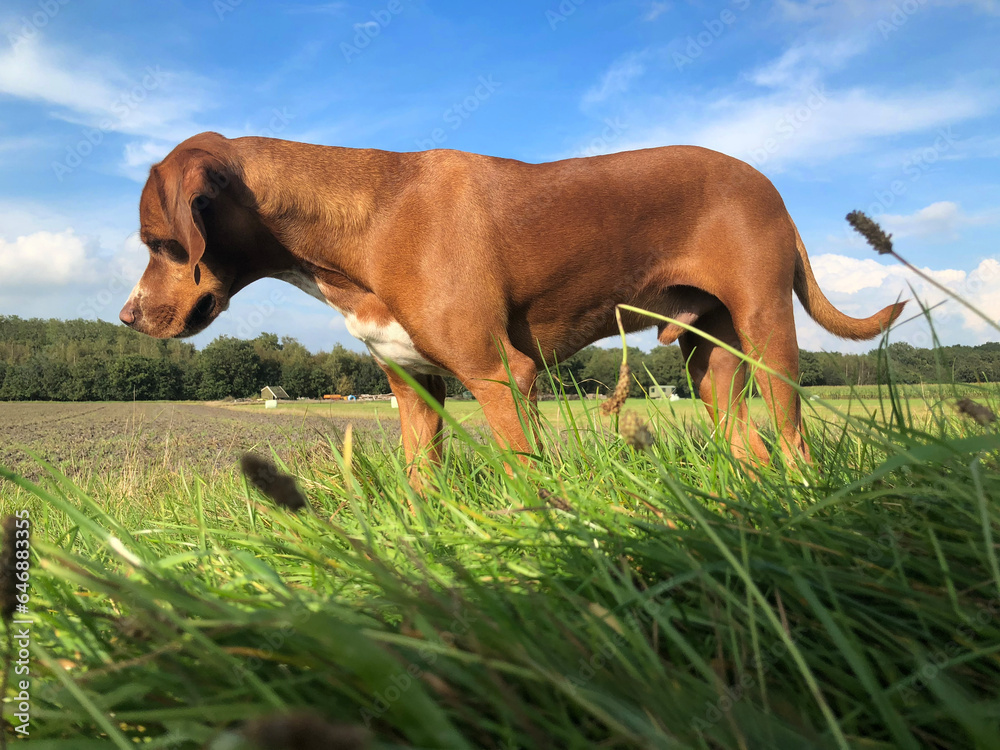 Dog waiting for a mouse to come out of the hole. Uffelte Drenthe Netherlands. Dog waiting for a mouse to come out of the hole. Uffelte Drenthe Netherlands.