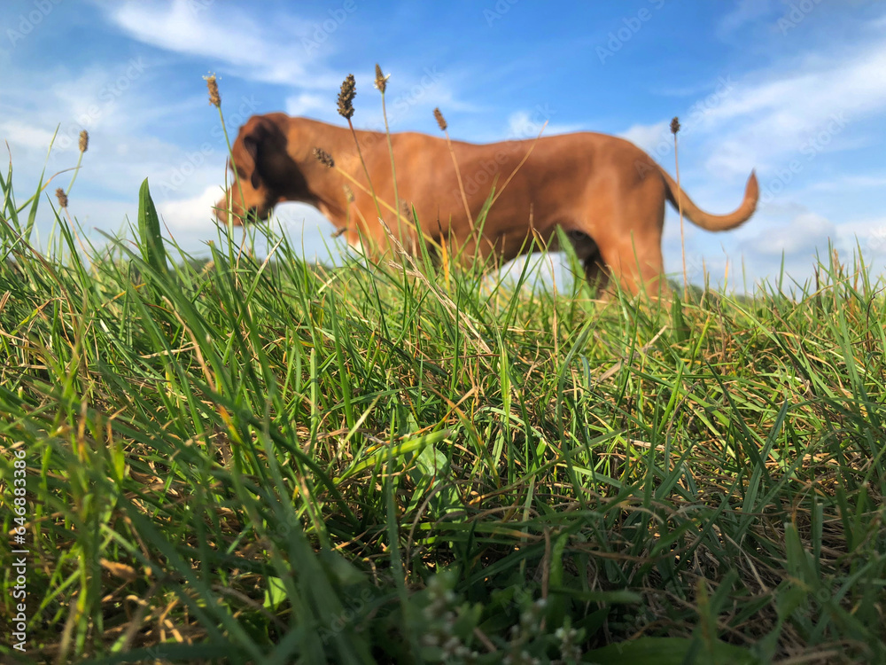 Dog waiting for a mouse to come out of the hole. Uffelte Drenthe Netherlands.