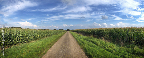 Countryroad between two fields of corn. Maize. Uffelter Es Drenthe Netherlands.