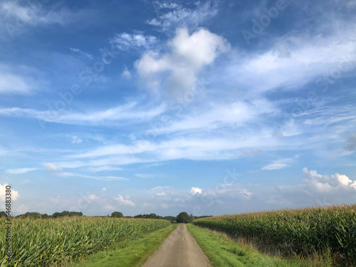 Countryroad between two fields of corn. Maize. Uffelter Es Drenthe Netherlands.