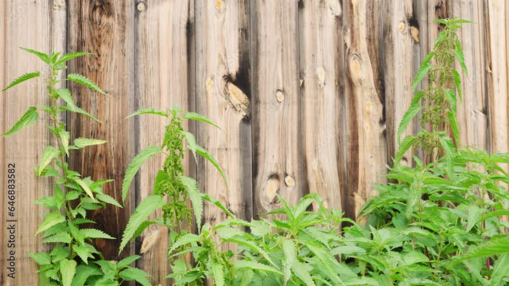 Nettles with green leaves grow in the ground near the fence. Stinging grass. Medical concept. Nettle. Nettles with green leaves grow in the ground near the fence. Stinging grass. Medical concept. Nettle.