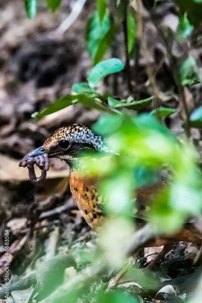 Eared Pitta Black eyes, white-brown eyebrows The eyes have long tufts of fur that resemble ears. body on sugar The underside is yellow-brown. Black scales, wings with reddish-yellow brown spots. Eared Pitta Black eyes, white-brown eyebrows The eyes have long tufts of fur that resemble ears. body on sugar The underside is yellow-brown. Black scales, wings with reddish-yellow brown spots.