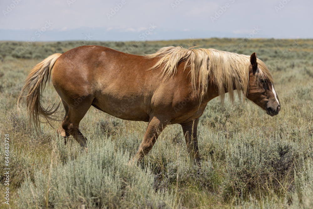Wild Horse in the Wyoming Desert in Summer Wild Horse in the Wyoming Desert in Summer