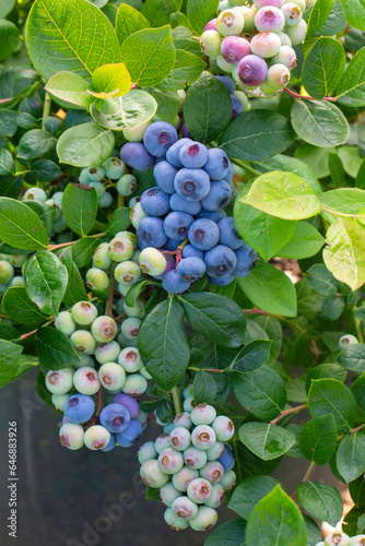 Blueberry farm with bunch o...