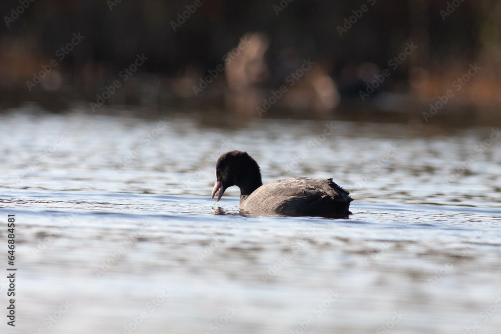 Fototapeta premium Goose