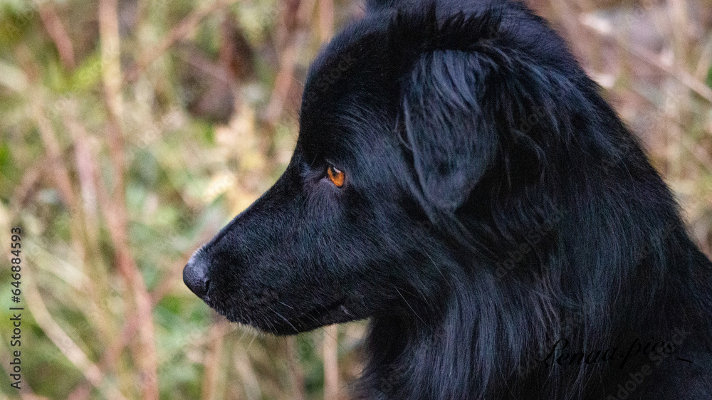 jeune magnifique border collie jeune magnifique border collie