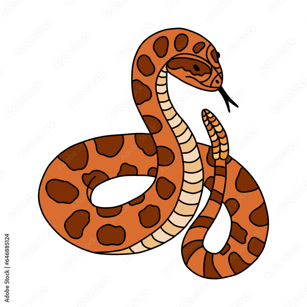 Fototapeta premium Hand drawn snake with rattle doodle with outline. Jungle or zoo rattlesnake standing in action with tongue out. Tropical or Wild West poison viper in front view. Vector green dangerous serpent.
