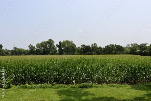 The cornfield in the countryside on a sunny day. photo