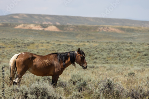 Wild Horse in the Wyoming Desert in Summer © natureguy