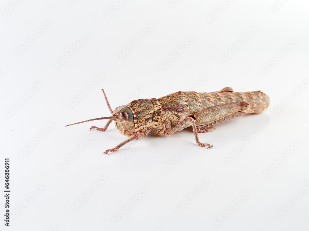 giant grasshopper on a white background. Acinipe hesperica giant grasshopper on a white background. Acinipe hesperica