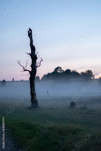 Foggy dead tree