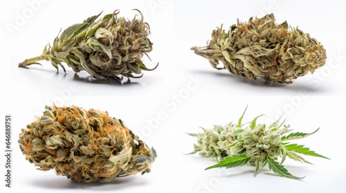 Cannabis marijuana plant on white background