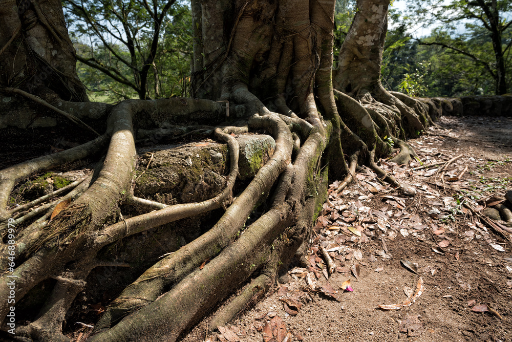 Tropical Old Tree root