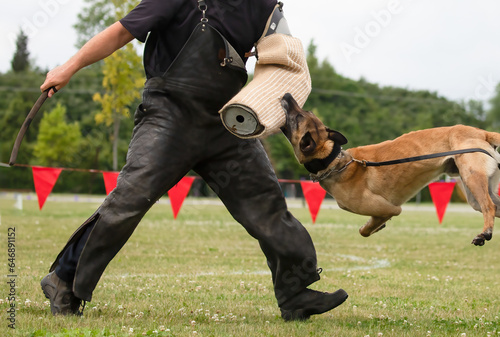 Working Police Dog Excellence. K9 Officer in Action Hero Mode. Photography. 