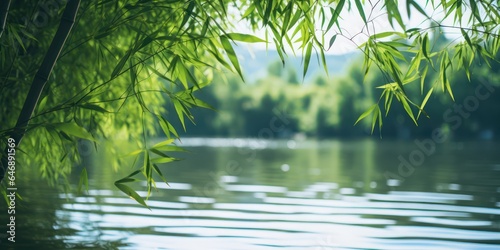 Beautiful Low Angle Photograph of Bamboo Forest and Lake