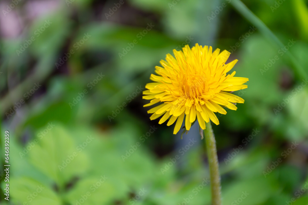 Beautiful, yellow dandelion in green grass Beautiful, yellow dandelion in green grass