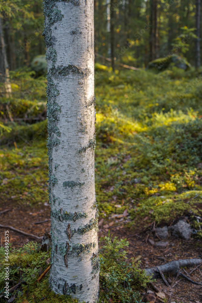 Close-Up of a Birch Tree Trunk in the Forest
