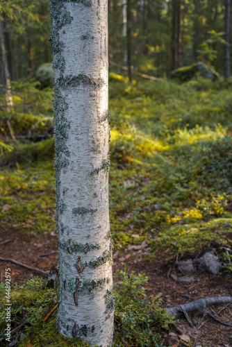 Close-Up of a Birch Tree Trunk in the Forest