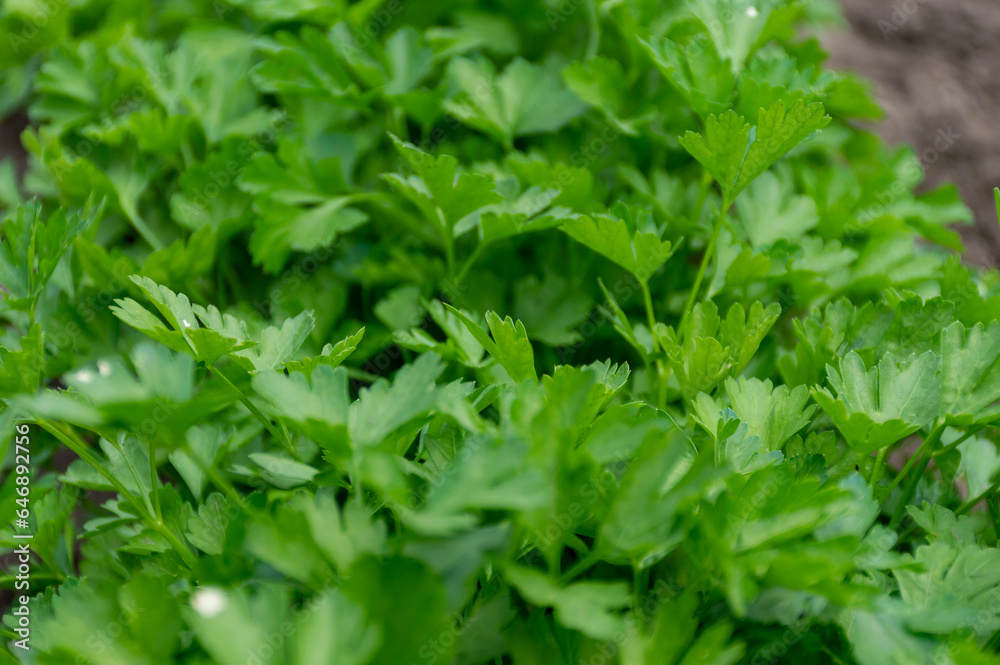 In the garden, organic parsley is grown in the garden In the garden, organic parsley is grown in the garden
