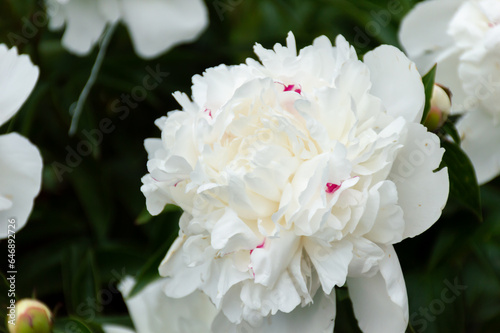 Beautiful, white peony flower with a pink center
