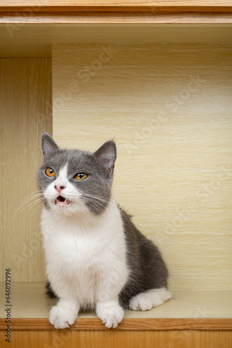 a british shorthair cat in a closet at vertical composition