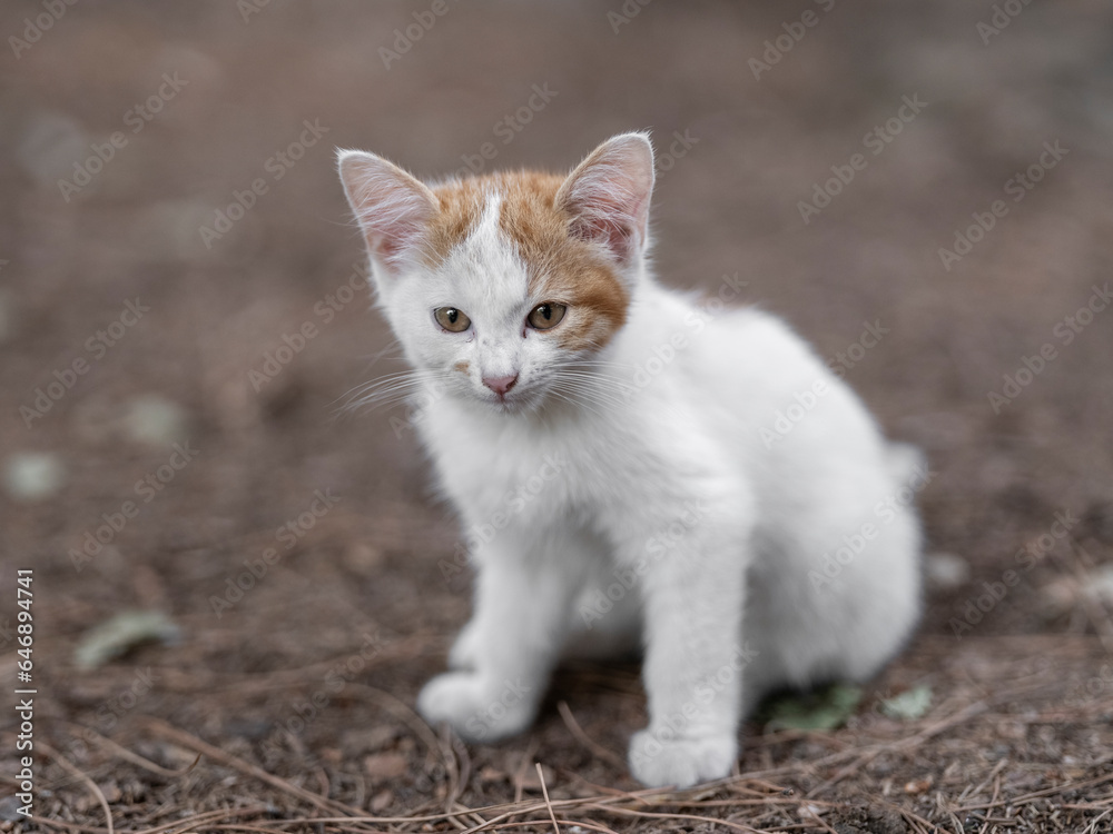 cute cat portrait cute cat portrait