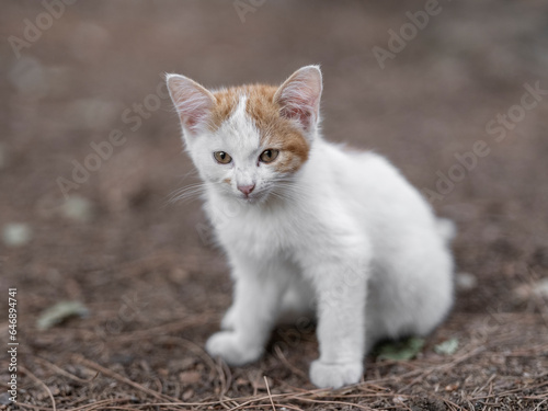 cute cat portrait