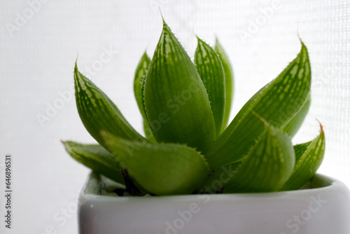 多肉植物（ハオルチア）の鉢植え