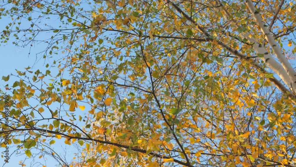 A birch branch with yellow-orange leaves sways in the wind on a sunny autumn day against a blue sky. Beautiful nature in autumn. A birch branch with yellow-orange leaves sways in the wind on a sunny autumn day against a blue sky. Beautiful nature in autumn.