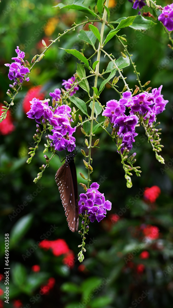 butterfly on flower butterfly on flower