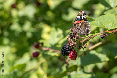 Admiral butterfly on blackberry fruit. photo