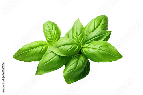 Fresh Green Basil leaves isolated on transparent background, Asian organic Herb and spice concept, Natural organic healthy plant.