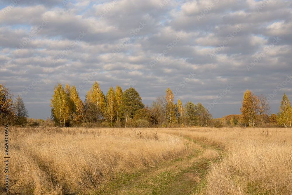 Fototapeta premium Autumn landscape, spacious fields with dense and bright grass