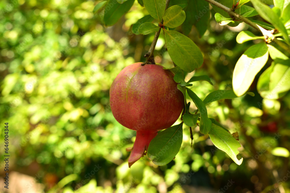 small pomegranate hanging in the garden
small pomegranate hanging in the garden