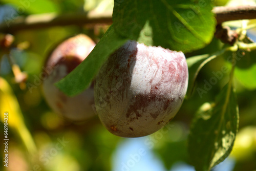ripe plums on a branch