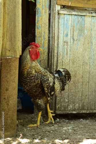 gray beautiful rooster posing for the camera
