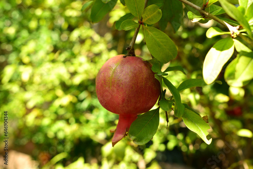 
small pomegranate hanging in the garden