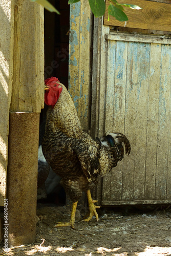 gray beautiful rooster posing for the camera