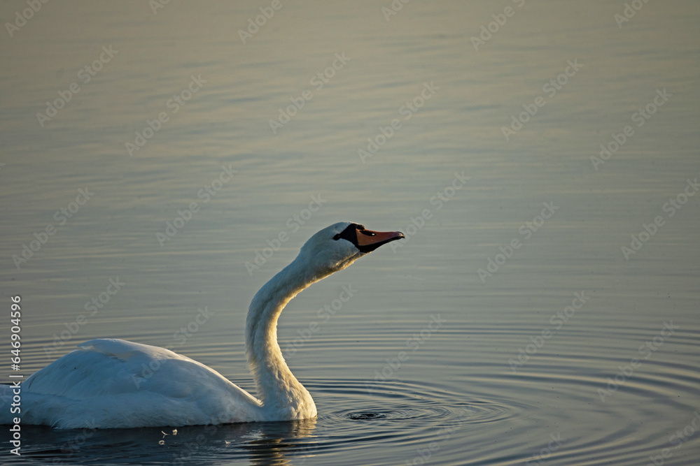 Fototapeta premium single white swan on lake Ros near Pisz in Poland