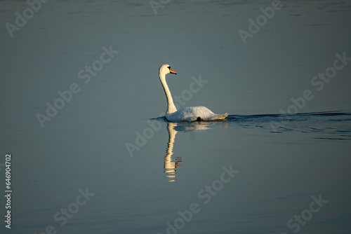 single white swan on lake Ros near Pisz in Poland