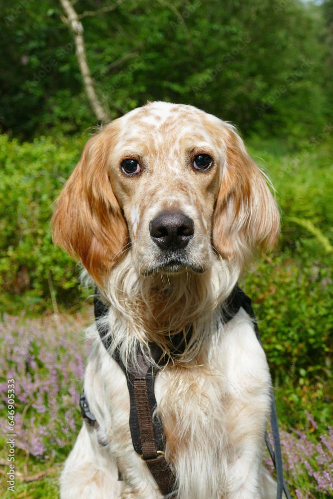 young English Setter dog looking guilty young English Setter dog looking guilty
