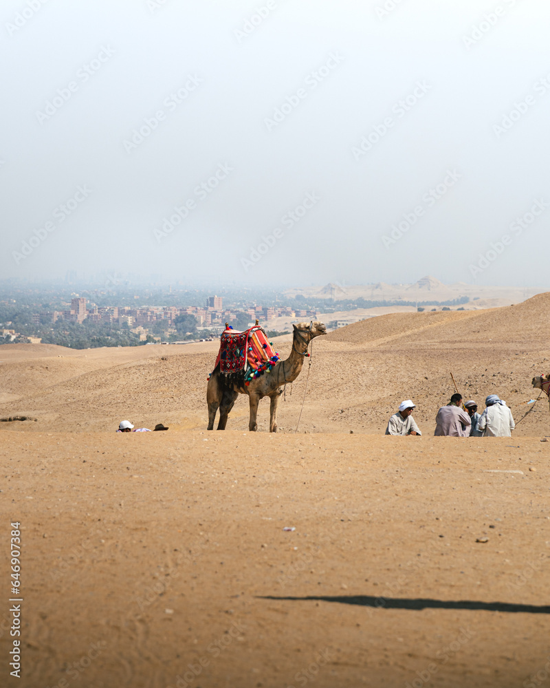 Panoramic view of a captive camel in the middle of the desert used as transport and tourist attraction in the pyramids of egypt in giza. In the background you can see the desert, the city and riders. 