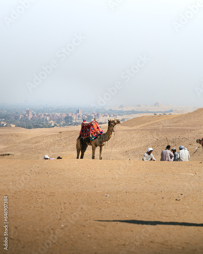 Panoramic view of a captive camel in the middle of the desert used as transport and tourist attraction in the pyramids of egypt in giza. In the background you can see the desert  the city and riders. 