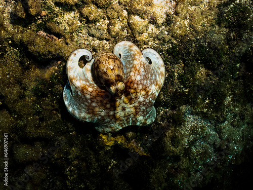 pulpo