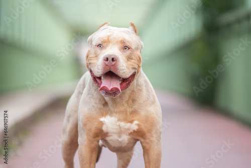 Portrait d un chien de race americain bully XL 