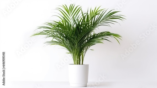 Areca palm tree in white pot isolated on white background.