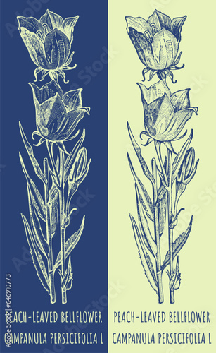 Vector drawings PEACH-LEAVED BELLFLOWER. Hand drawn illustration. Latin name CAMPANULA PERSICIFOLIA L.