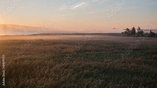 Early morning fog in the reeds of Kokemäenjoki river delta in Pori, Finland