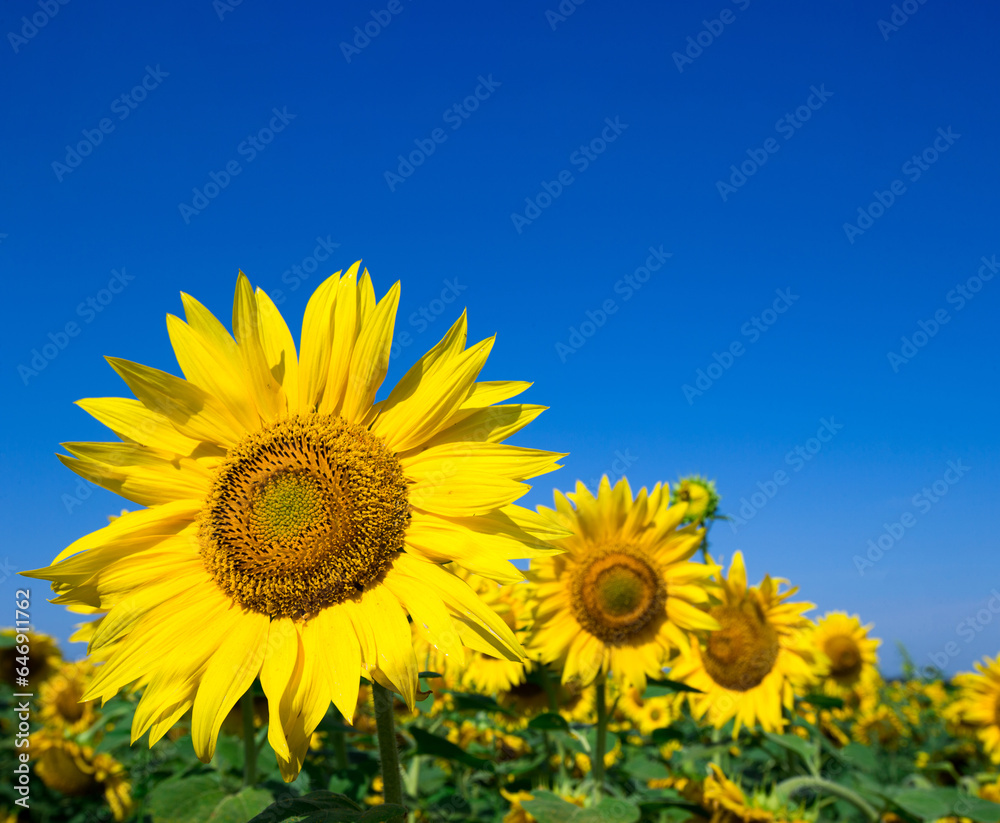 Sunflower field with cloudy blue sky Sunflower field with cloudy blue sky